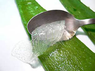 Hranjivo i ljekovito meso Aloe vere se lako ekstrahira iz listova.