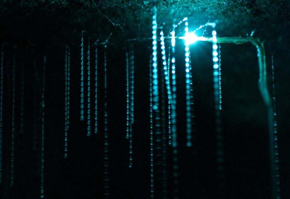 Najzanimljivije  pećine na svijetu 155svjetlec487a-c5a1pilja