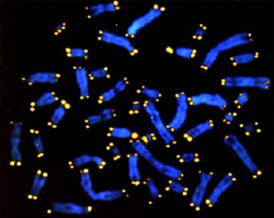 Ljudski telomeri - žuti dijelovi kromosoma, utječu na duljinu ljudskog života, što su duži telomeri, duže živimo. Lutajući živac sprječava skraćivanje telomera.