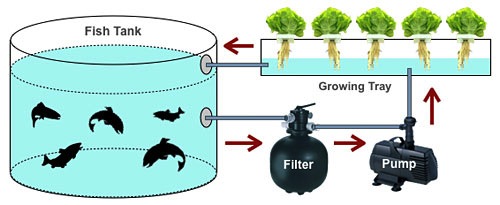 Istodoban uzgoj ribe i povrća pomoću cirkulirajuće vode.