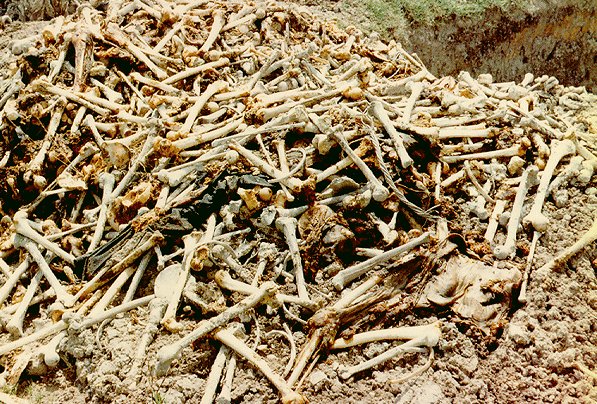 Polja smrti su još uvijek prepuna kosti žrtava Crvenih Kmera u Kambodži.