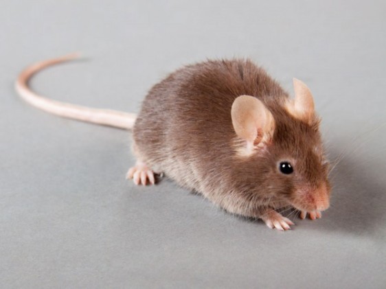 Jedan od stotinu miševa koji su smanjili i uništili raznorazne oblike raka nakon primanja injekcija s anti-CD47.