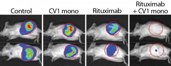 Na nizu fotografija vidite laboratorijske miševe koji su primali anti-CD47 kako im se postupno smanjuju tumori i nestaju.
