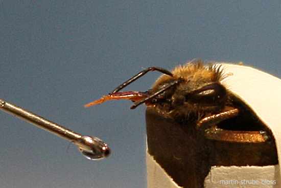Pčela za vrijeme nagrađivanja šećerom i vodom, nakon što je prepoznala miris raka pluća.
