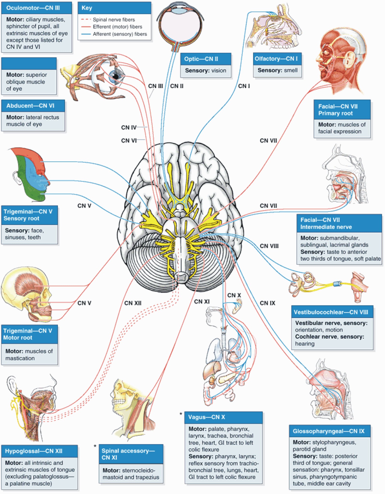 Иннервация черепно мозговых нервов
