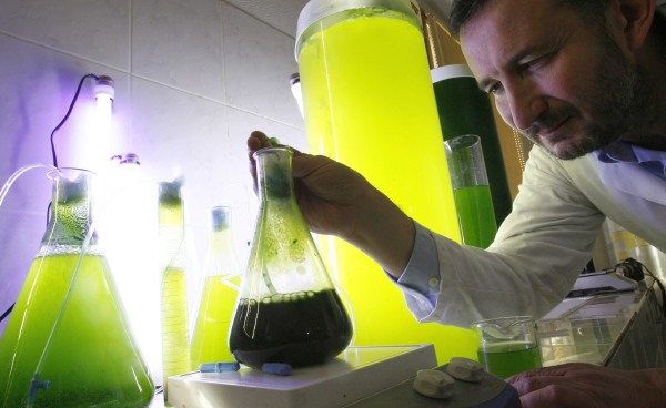 Pierre Calleja u svojoj laboratoriji sa zelenim algama. Fotografija vlasništvo REUTERS-a.
