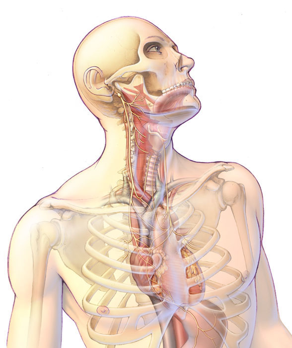 Anatomski prikaz lutajućeg živca ili kranijalnog živca broj X.