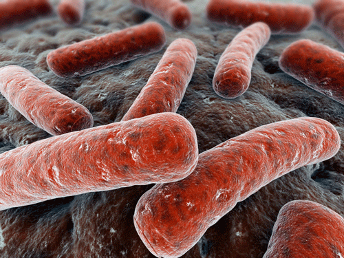 Mycobacterium-tuberculosis_14313982