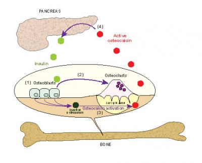 Signalizacija inzulina u kostima pogoduje homeostazi glukoze aktiviranjem osteokalcina. (1) Inzulin signalizira osteoblastima, koštanim stanicama odgovornim za formiranje kostiju, koje (2) poručuju osteoklastima, koštanim stanicama odgovornim za razgradnju da unište stare kosti. Sljedeća (3), kiseli (nizak pH) uvjeti stvoreni osteoklastima aktiviraju osteokalcin unutar kosti. Na kraju (4), aktivni osteokalcin pušten iz kostiju putuje u gušteraču i potiče oslobađanje više inzulina. Slika je vlasništvo Sveučilišta Columbia.