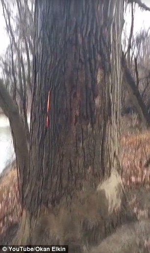 Drvo sa stražnje strane, plamičci se naziru kroz koru.