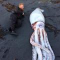 lešina Humboltove lignje pronađena na plaži Novog Zelanda