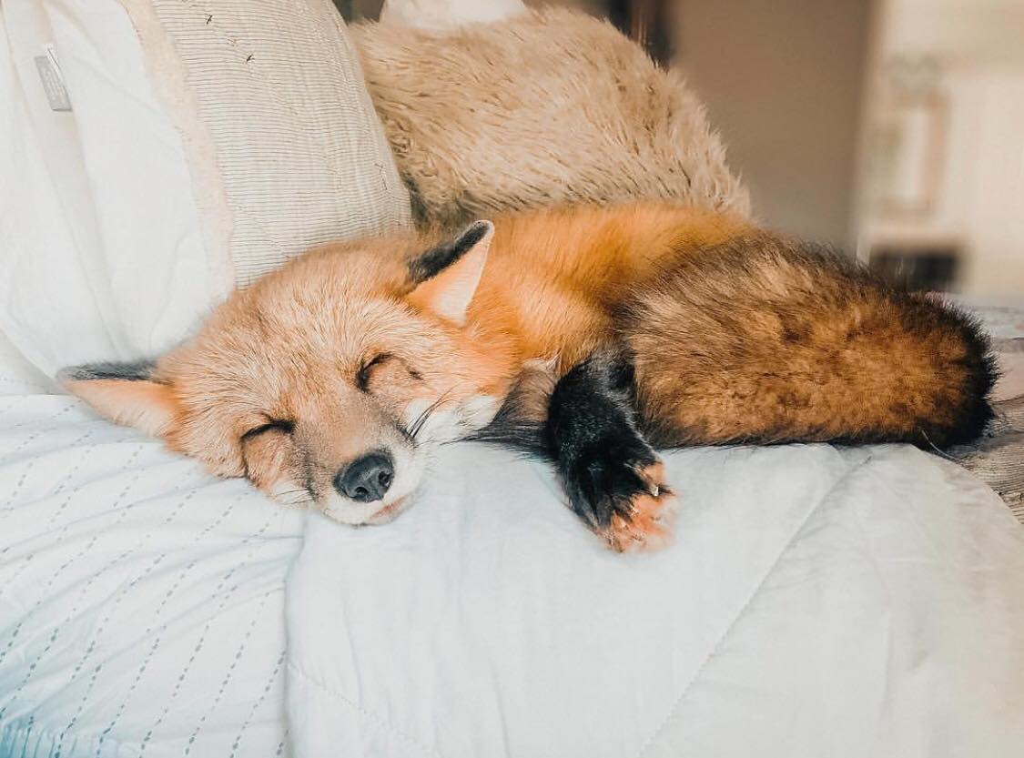 Рыжая лиса во сне. Домашняя лиса.